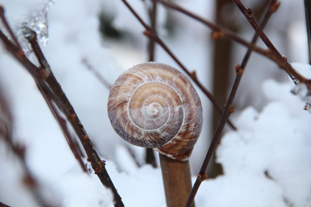 : Entdecke, wie Schnecken den Winter überstehen. Alles über den Winterschlaf Schnecken, ihre Tricks und faszinierenden Überlebensstrategien.
