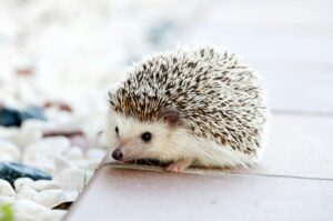 Die Aktion „Deutschland sucht Igel und Maulwurf“ will vom 16. bis 26. Mai Sichtungen sammeln – jetzt mitmachen!