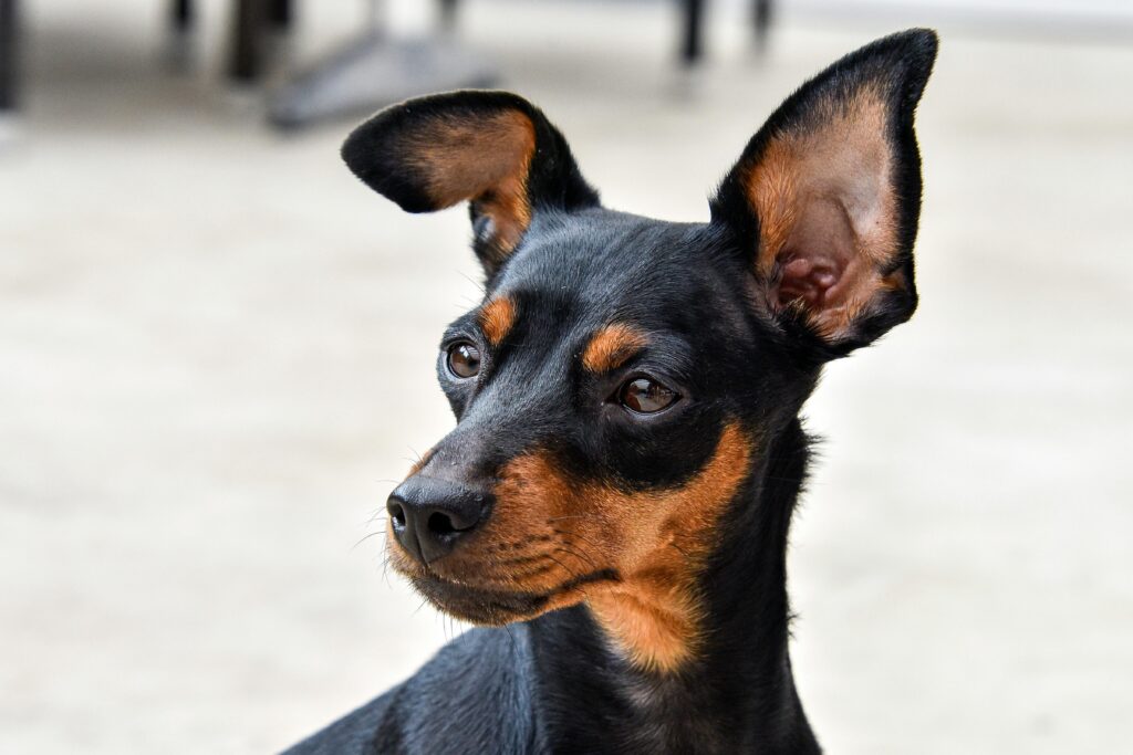 Zwergpinscher