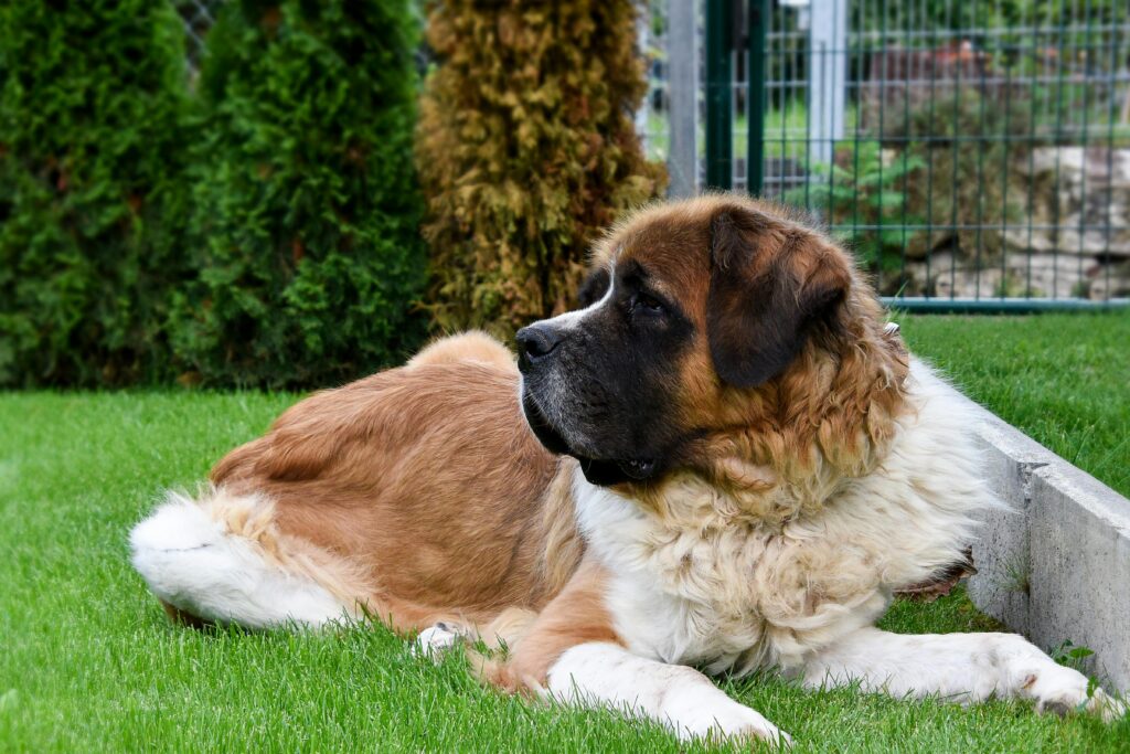 Als "Ein Hund namens Beethoven" 1992 in die Kinos kam, eroberte der riesige Bernhardiner die Herzen eines weltweiten Publikums.