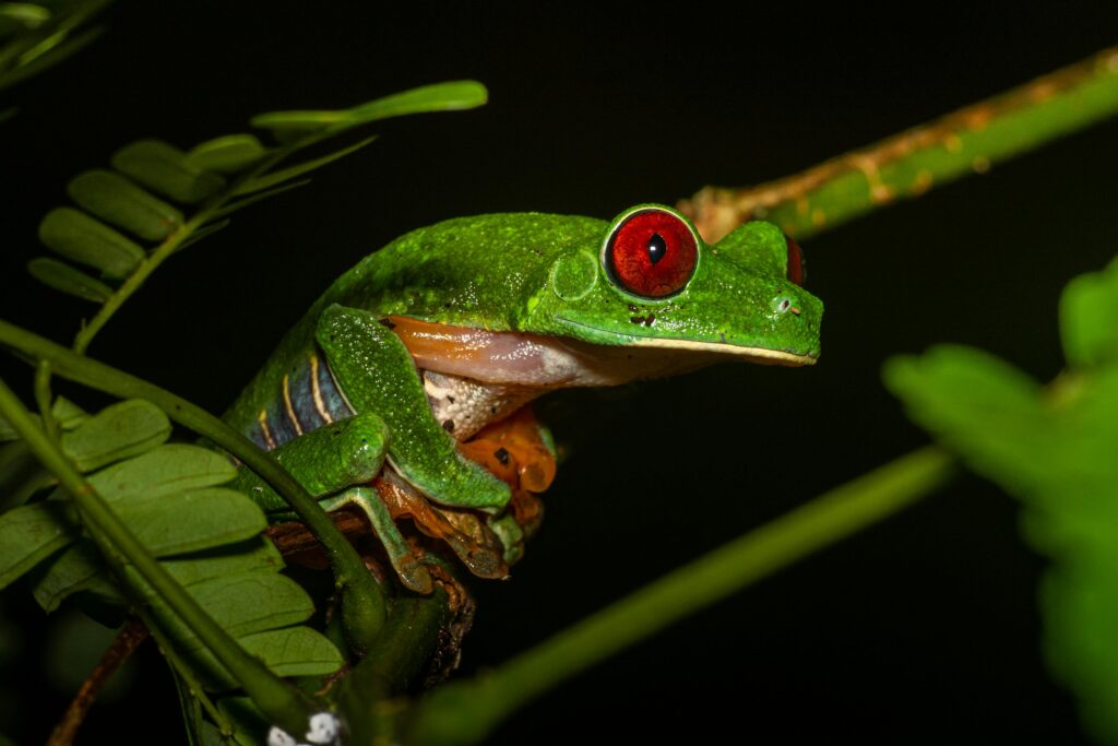 Auf Madagaskar wurden sieben neue Arten von Fröschen entdeckt – mit Pfeiflauten und Star-Trek-Namen. Ein Durchbruch für die Forschung.