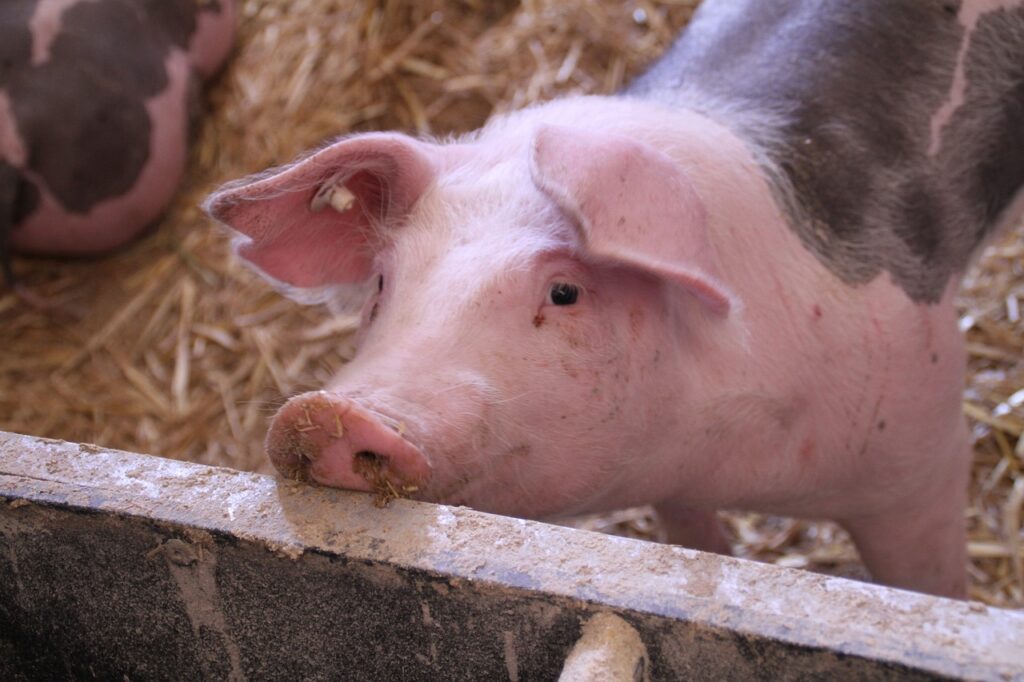 Tierquälerei bei "Tierwohl"-Betrieben aufgedeckt, die große deutsche Supermarkt-Ketten mit Schweinefleisch versorgen.