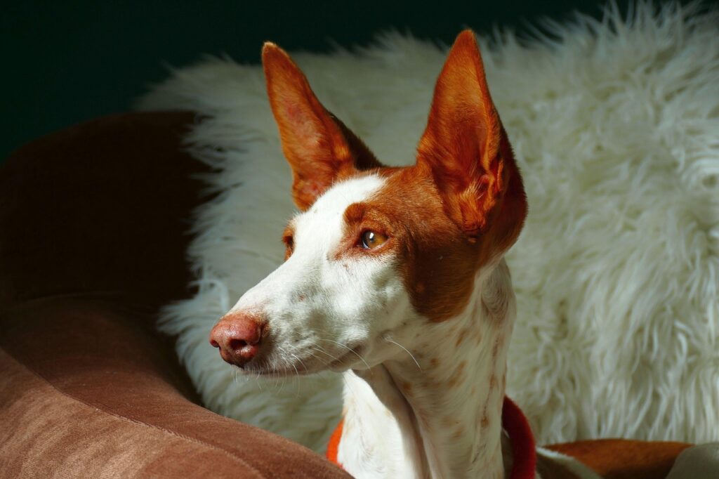Der Podenco ist ein eleganter, eigenständiger Jagdhund aus dem Mittelmeerraum – erfahre alles über Haltung, Charakter und Pflege dieser faszinierenden Rasse.