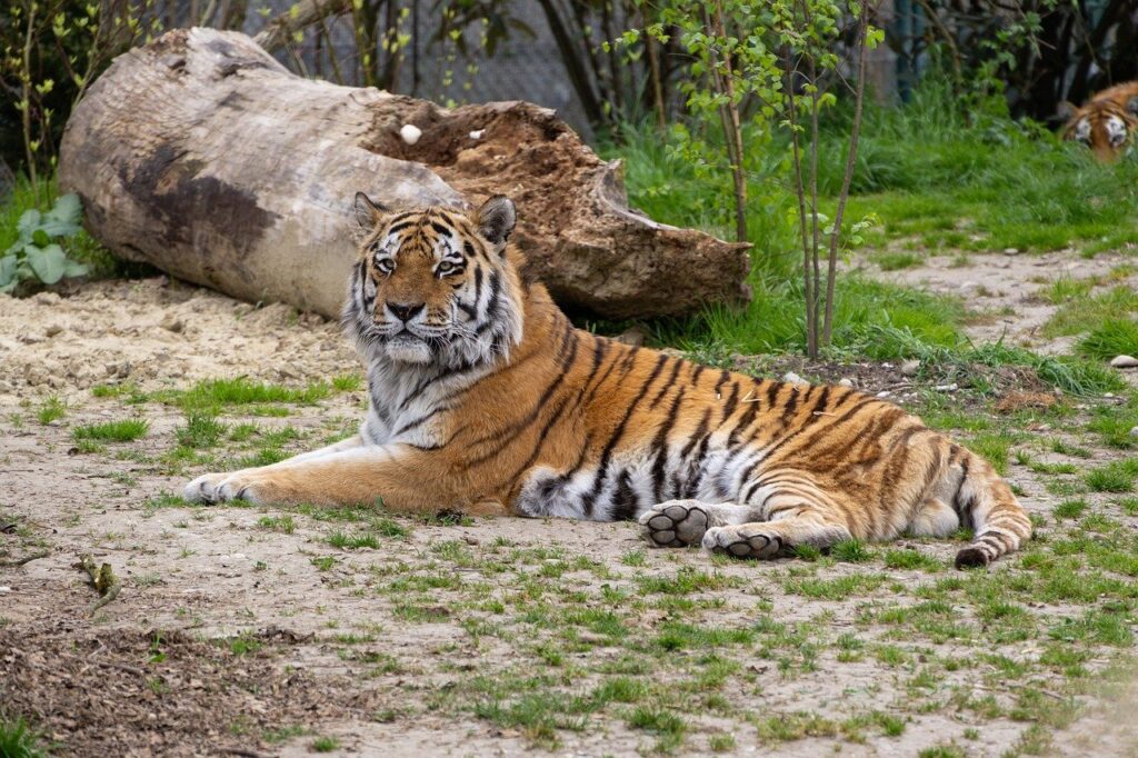 Im Tierpark Nadermann kam es zu einem dramatischen Vorfall: Ein Tiger greift Pflegerin an – mit schwerwiegenden Folgen.