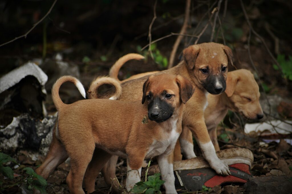 Hundewelpen, Welpenhandel