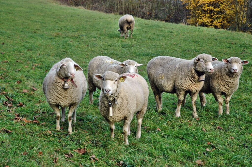 Lkw fährt durch Schafherde in Wiehl: Mehrere Tiere sterben oder werden verletzt – Polizei bittet um Hinweise zum Vorfall.