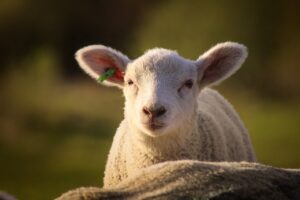 Werden Lämmer für die UGG Produktion gequält