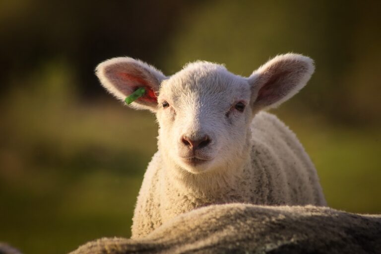 Werden Lämmer für die UGG Produktion gequält