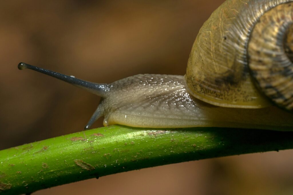 Schnecke im Garten, Nahaufnahme