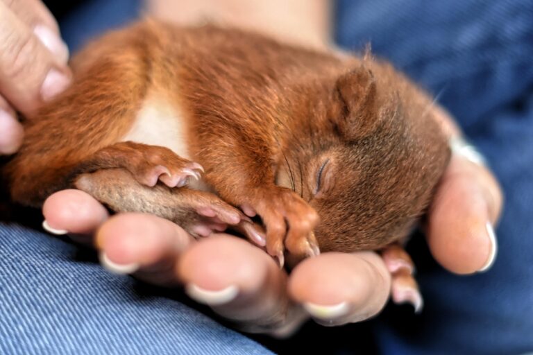 In München im Stadtteil Waldtrudering kam es zu einem ungewöhnlichen Einsatz: Die Feuerwehr rettete ein Eichhörnchen von einem Hausdach.