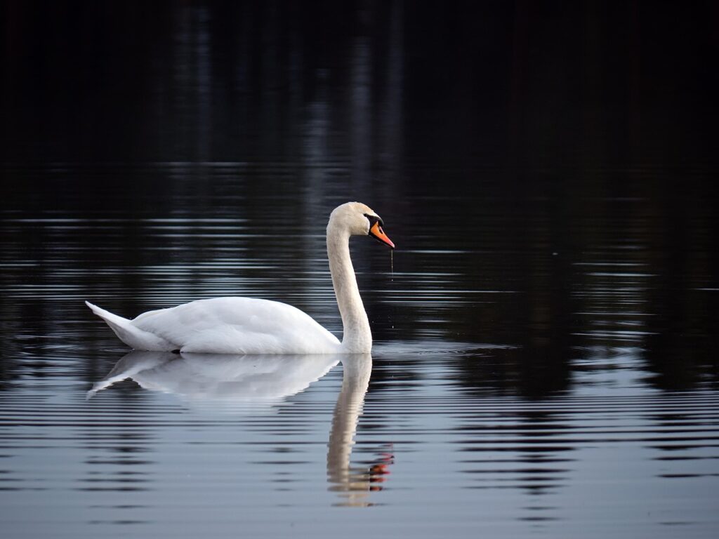 Der Fall „Schwan getötet Moderwitz“ erschüttert Thüringen: Ein Mann tötete einen Schwan mit einem Messer – Polizei ermittelt, Tierschützer fordern Konsequenzen.
