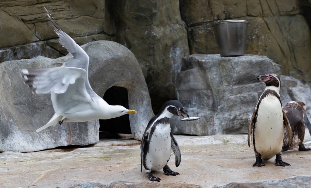 Pinguin in Duisburger Zoo geboren: Die bedrohten Brillenpinguine haben Nachwuchs bekommen!