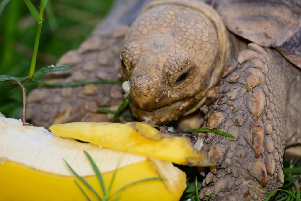 Schildkröte Gehege einrichten – erfahre, wie du mit Standort, Schutz, Frühbeet und Bepflanzung ein artgerechtes Zuhause im Garten gestaltest.